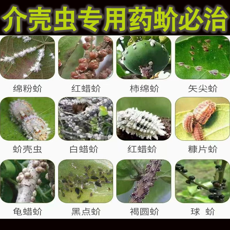 介壳虫专用杀虫剂蚧必杀粉剂蜡介蚜虫腻虫果树花卉多肉杀扑介杀虫