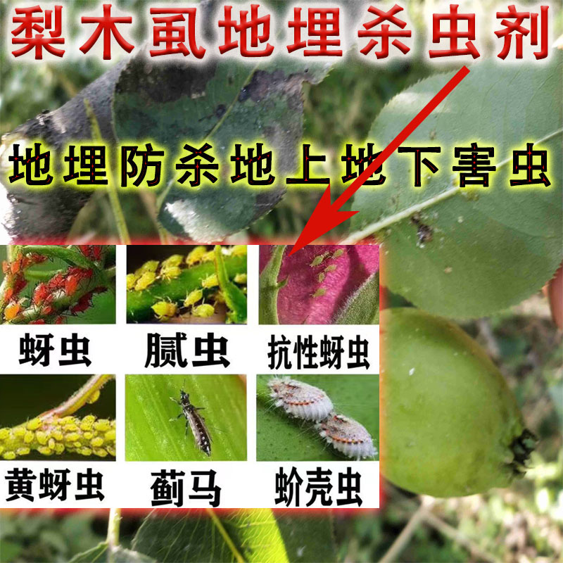 果树梨树梨木虱油黏液杀虫地埋颗粒剂腻虫介蚧壳虫农药杀虫大全 - 实物图
