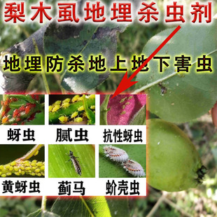 果树梨树梨木虱油黏液杀虫地埋颗粒剂腻虫介蚧壳虫农药杀虫大全