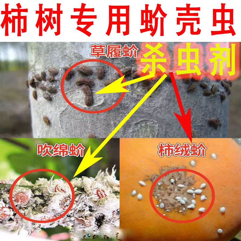 yd柿树柿子专用蚧介壳虫杀虫剂高渗速溶透皮介虫消防治各种粉蚧杀