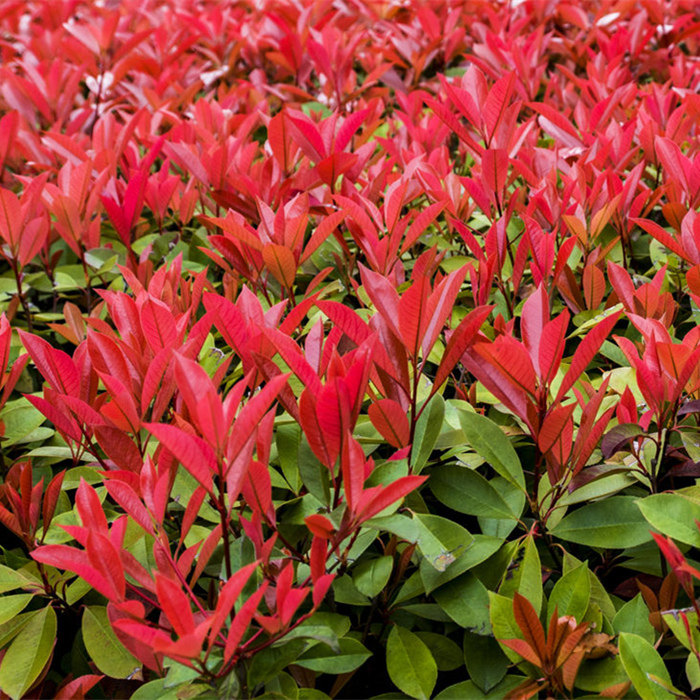 绿化苗红叶石楠小苗庭院红头石楠苗红罗宾四季常青绿化植物篱笆苗