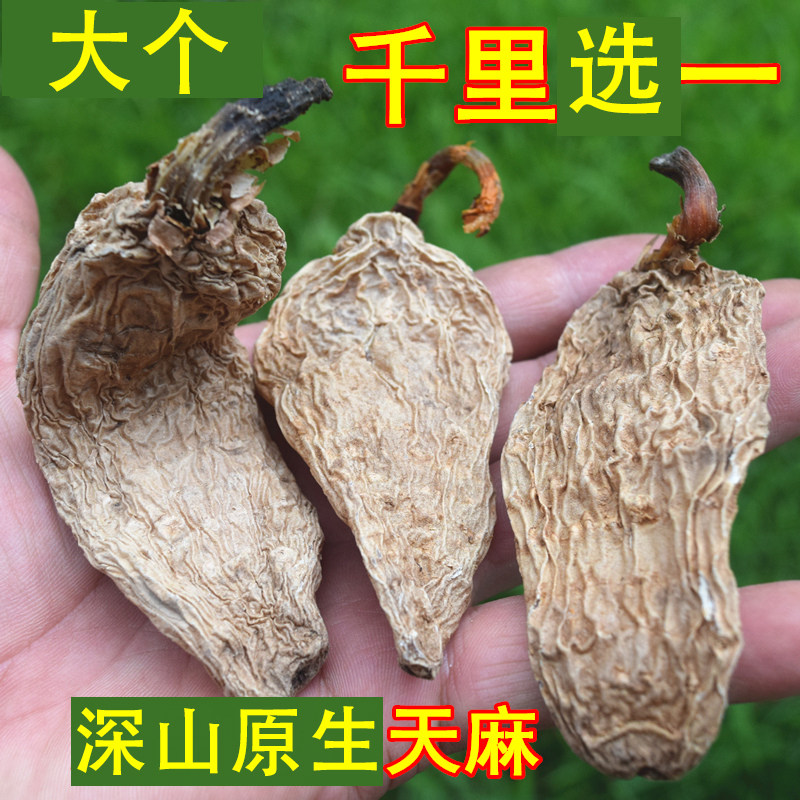 非种植神农架深山自挖正宗无硫大个天麻干货500g无硫野外生天麻