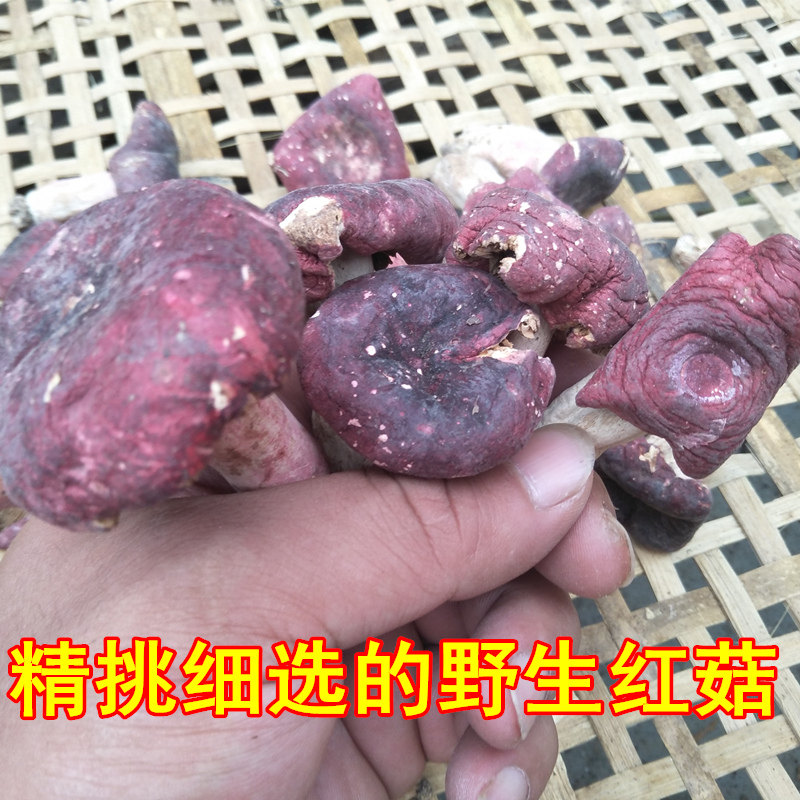 神农架深山采摘特产野生红菇500g干货野生蘑菇没有福建野生红菇好