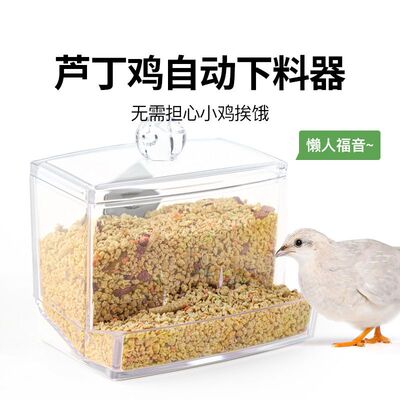 芦丁鸡喂食器亚克力粮食盒食盆水槽水壶自动饮水器下饲料盒喂水器