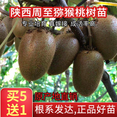 陕西周至奇异果猕猴桃苗桃树苗
