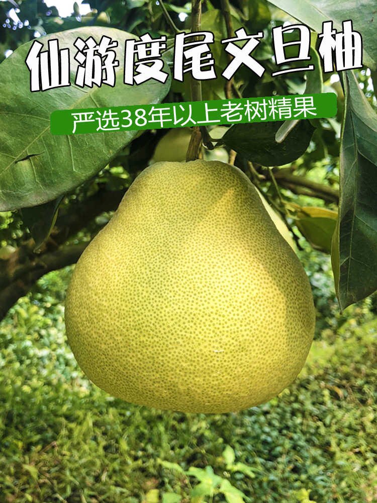 仙游度尾文旦柚子福建莆田当季新鲜水果青红心柚孕妇整箱