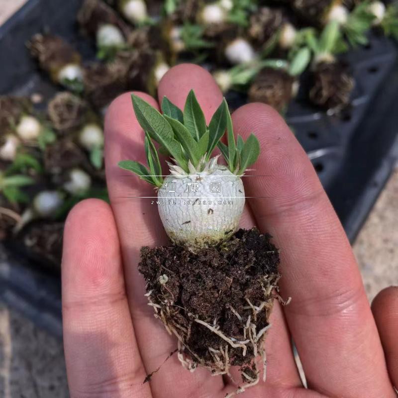 多肉块根植物 惠比大黑 实生圆润小球块根  特价回馈 大量优惠