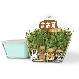 种植吧豆芽菜迷你盆栽儿童绿植物种子阳光科学实验小花农种地
