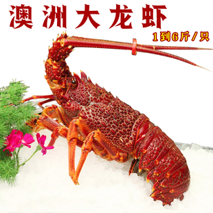 特大鲜冻活冻澳洲大龙虾 澳龙大澳龙奥龙鲜活冻活的酒席澳洲红龙