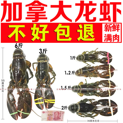 加拿大速冻冰鲜活冻大波龙虾澳龙大龙虾鳌虾一只1斤左右2只起售 - 封面