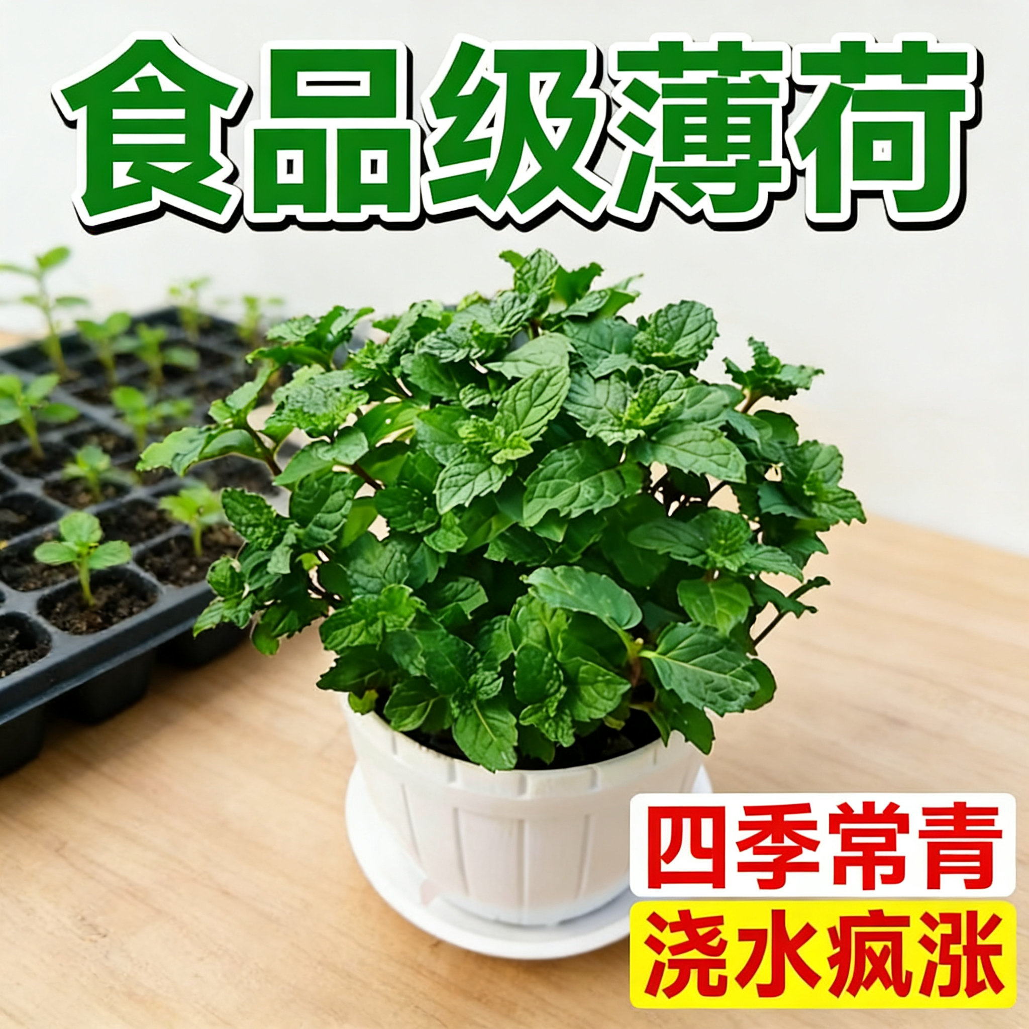 猫薄荷盆栽新鲜可食用驱蚊杀毒阳台植物柠檬香薄荷苗绿植净化空气