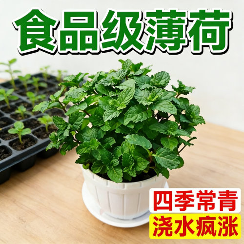 薄荷盆栽新鲜可食用驱蚊杀毒阳台