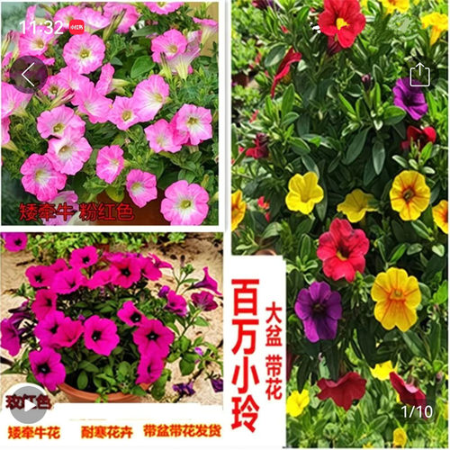 矮牵牛阳台四季容易爆盆