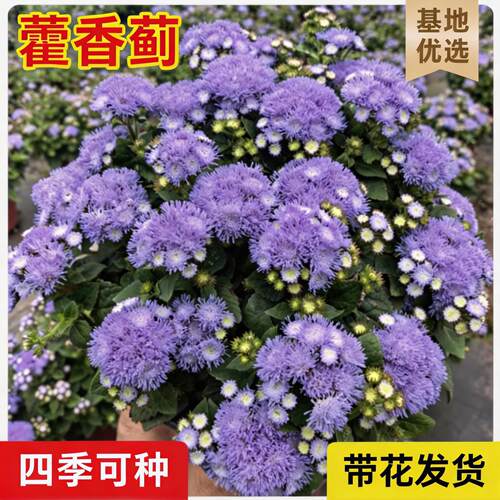 藿香蓟观花阳台秋季冬季春季