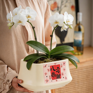 轻奢长方形陶瓷盆吊兰多肉透气绿植花盆带托盘家用宽口蝴蝶兰花盆