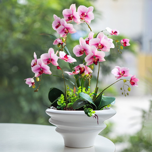 中式白色蝴蝶兰花盆轻奢高级感家用陶瓷花盆高端兰花专用花盆