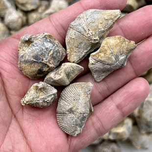 天然古生物石燕化石标本泥盆纪地质科普实验教学教具腕足类化石