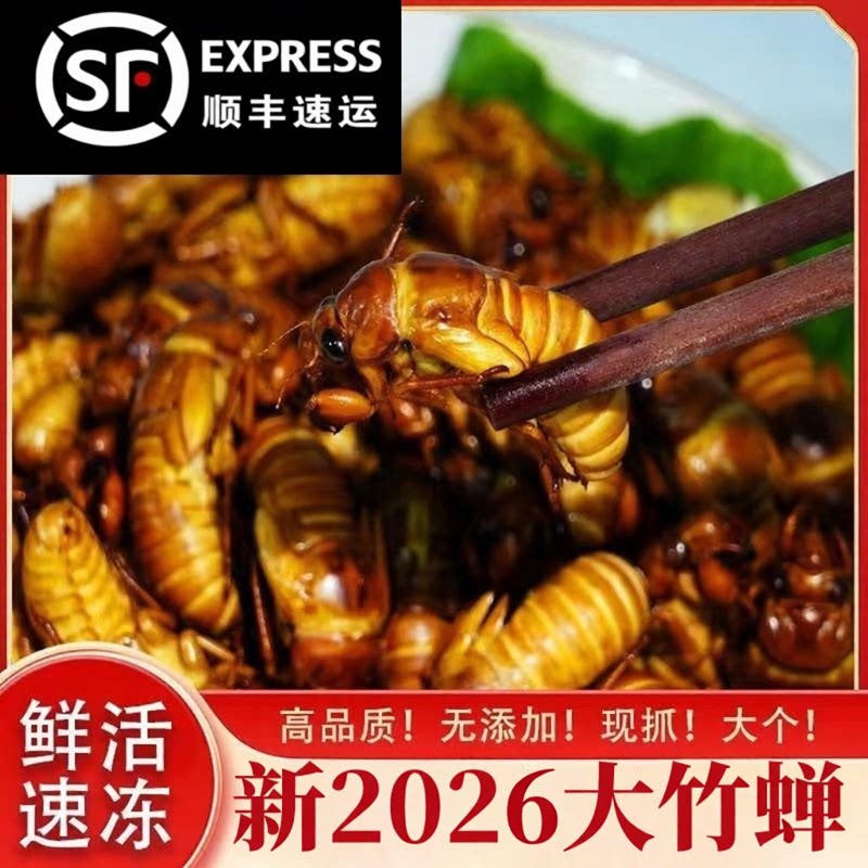 竹林知了猴野生金蝉新鲜高蛋白