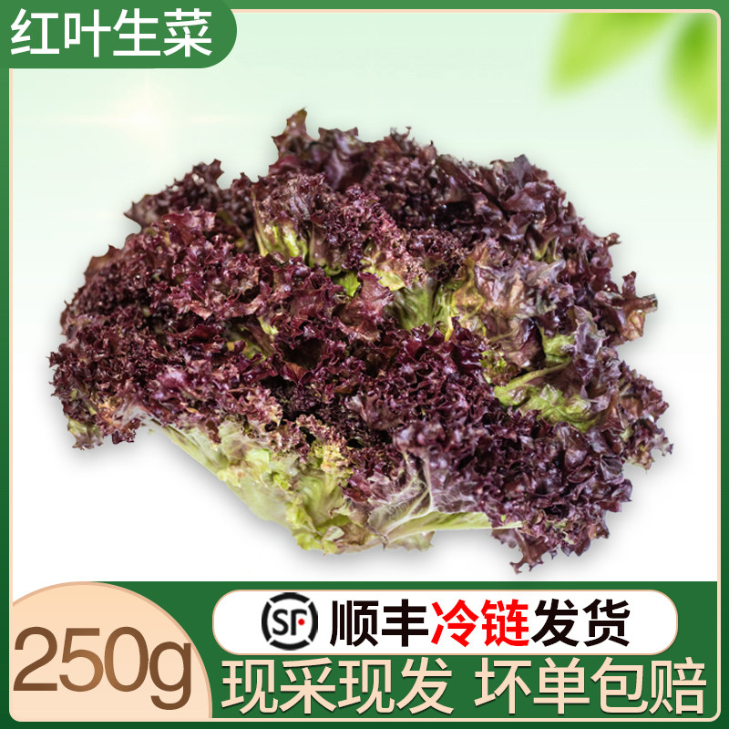 顺丰 红叶生菜250g蔬菜沙拉即食新鲜生菜烤肉西餐轻食食材罗莎红
