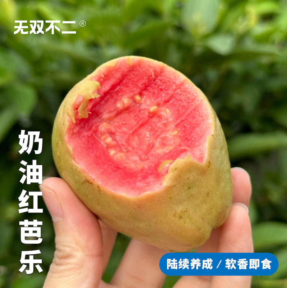 无双不二奶油红芭乐红心番石榴鸡屎果当季时令新鲜水果糯芭乐福建,水产肉类/新鲜蔬果/熟食,番石榴/芭乐,淘宝优惠券,粉丝福利购,淘宝优惠卷