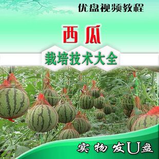 温室大棚西瓜种植技术优盘 嫁接育苗高产甜早熟栽培U盘视频教程