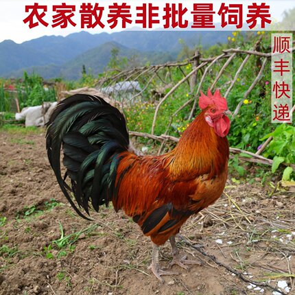 农家散养土鸡公鸡童子鸡老公鸡可选新鲜现杀农村笨鸡大公鸡肉整只