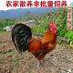 农家散养土鸡公鸡童子鸡老公鸡可选新鲜现杀农村笨鸡大公鸡肉整只