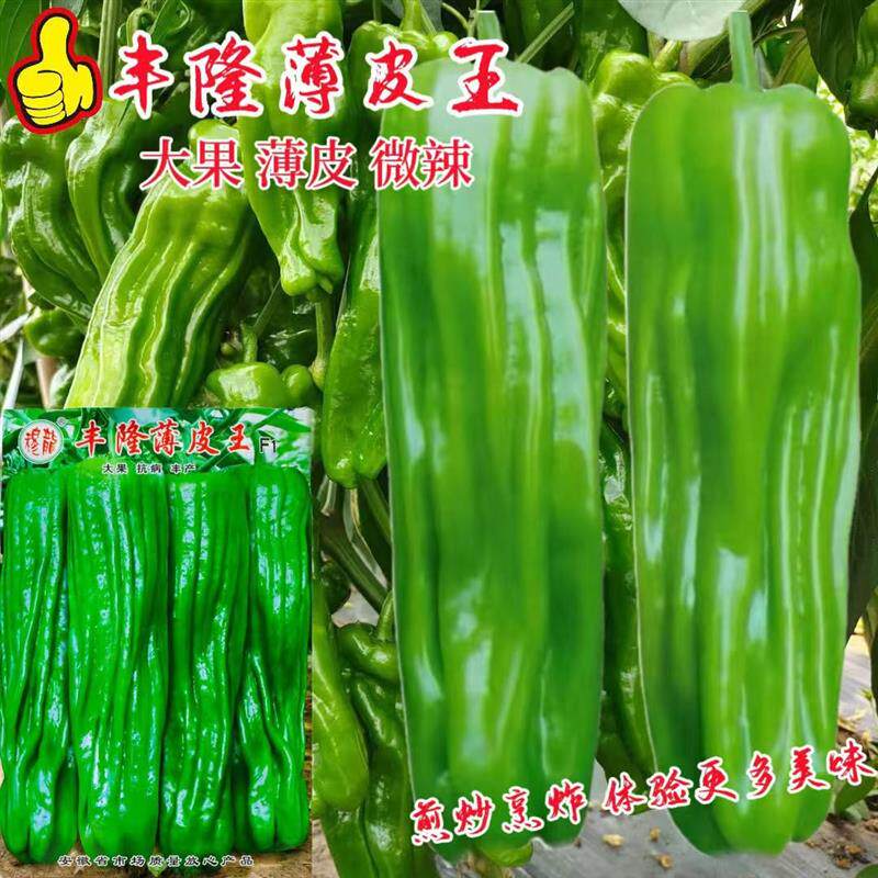 丰隆薄皮王辣椒种子薄皮椒牛角椒籽大田高产四季早熟抗病蔬菜种孑 - 实物图