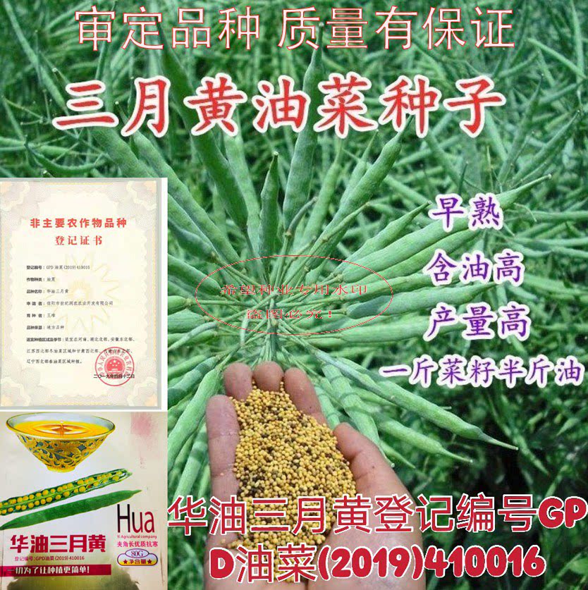 早熟三月黄油菜种子早熟高产抗病抗倒伏黄油菜种籽油菜花种子