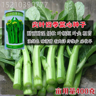 尖叶四季菜心种子春秋冬季广东四九青菜种籽大全农家盆栽蔬菜种孑