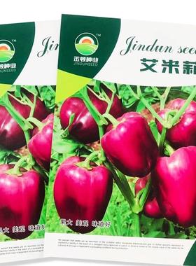 艾米早熟紫色辣椒种耐子灯笼形味耐热低温果大美观道好生长势HOL