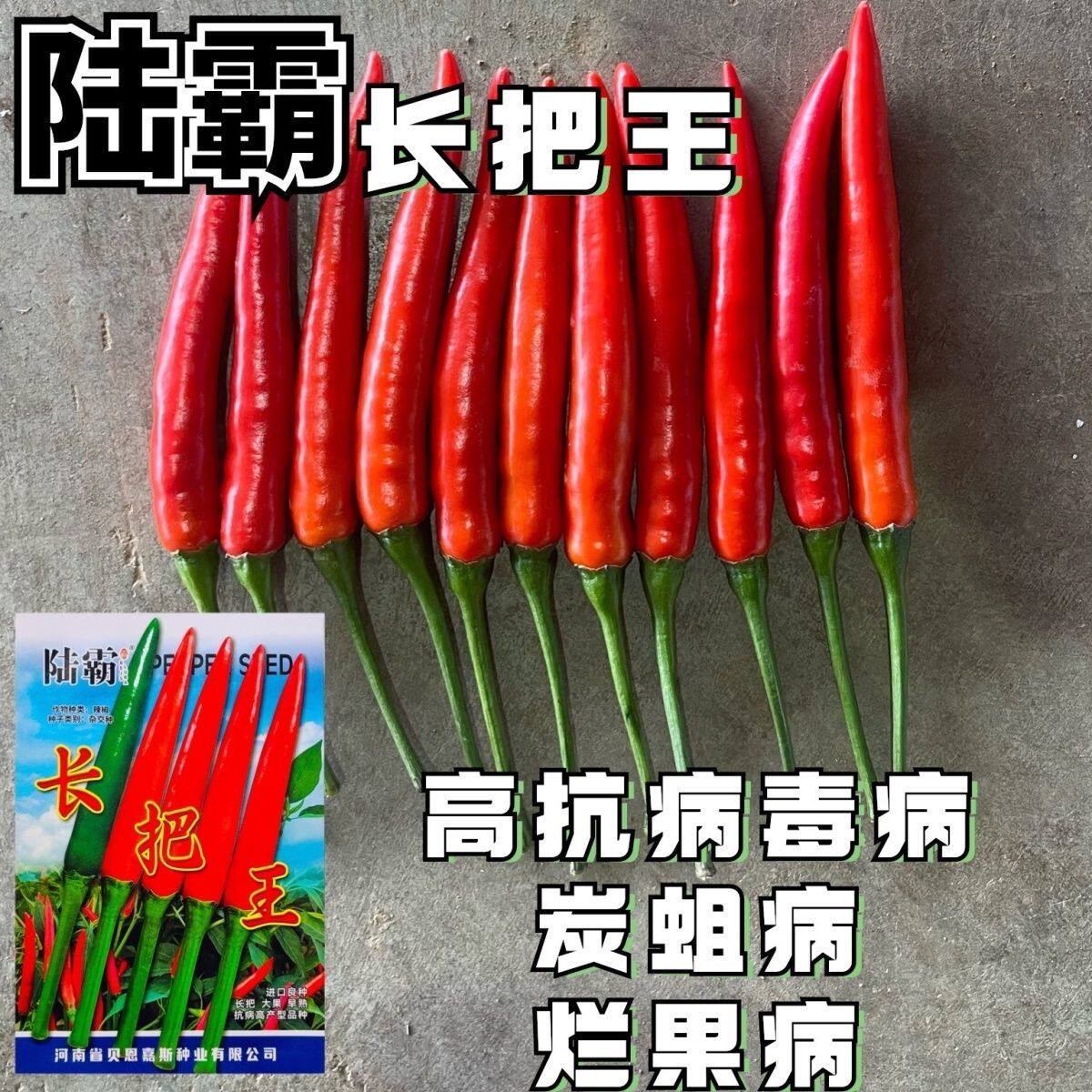 陆霸长把王朝天椒种子中早熟高产辣椒种籽基地种植辣味香浓抗病孑