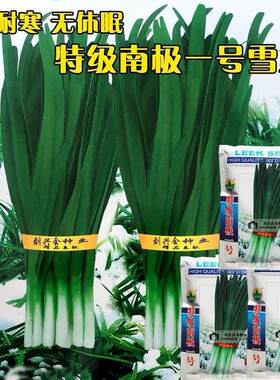 南极一号韭菜种子耐高寒抗病害韭菜新品种生长迅速791优系韭菜籽