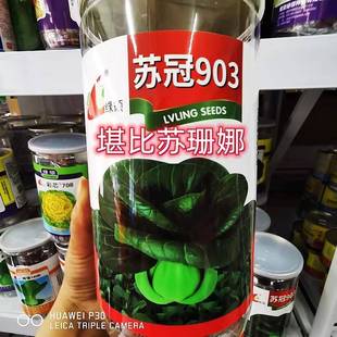 播 绿领苏冠903苏州青种子矮棵苏州青油量速腰矮大头青菜黑菜四季
