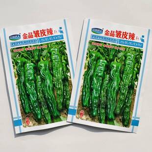 金品皱皮辣中早熟辣椒种子深绿色马嘴型薄皮辣味香浓新型皱皮辣椒