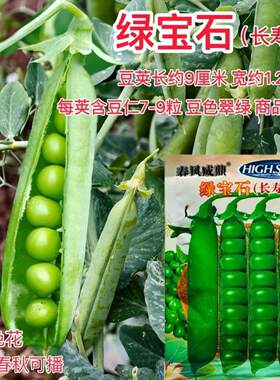 绿宝石长寿仁豌豆种子蔓生白色花抗白粉病荷兰豆雪豆家用青豆种籽