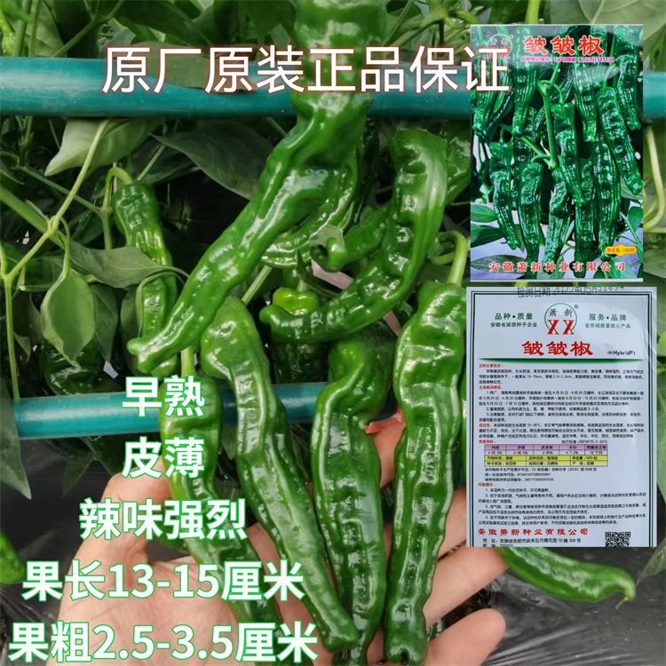 萧新皱皱椒皱皱皮辣椒种子薄皮浓辣早熟高产商品性佳农家春秋播种