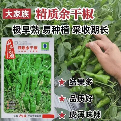 大家族精质余干椒种子极早熟易种植采收期长结果多皮薄味辣春秋播