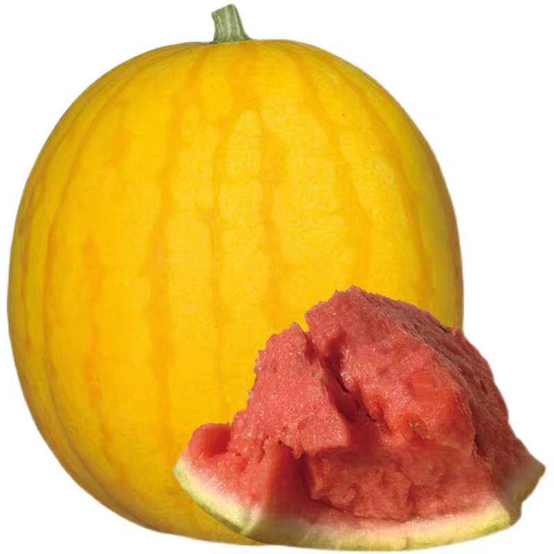 金太阳2号黄皮红瓤西瓜种籽四季红心早熟超甜水果无籽西瓜种子