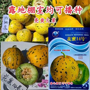 花蜜14号花皮绿瓤甜脆香瓜种子中早熟高糖高档甜瓜种子八里香甜瓜