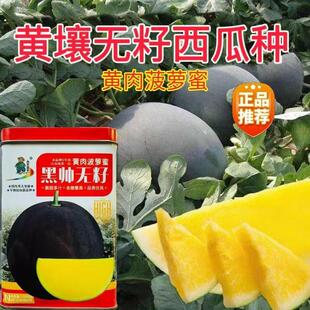 无籽西瓜种子黑皮黄瓤西瓜种籽高糖高端礼品西瓜种籽四季春秋季播