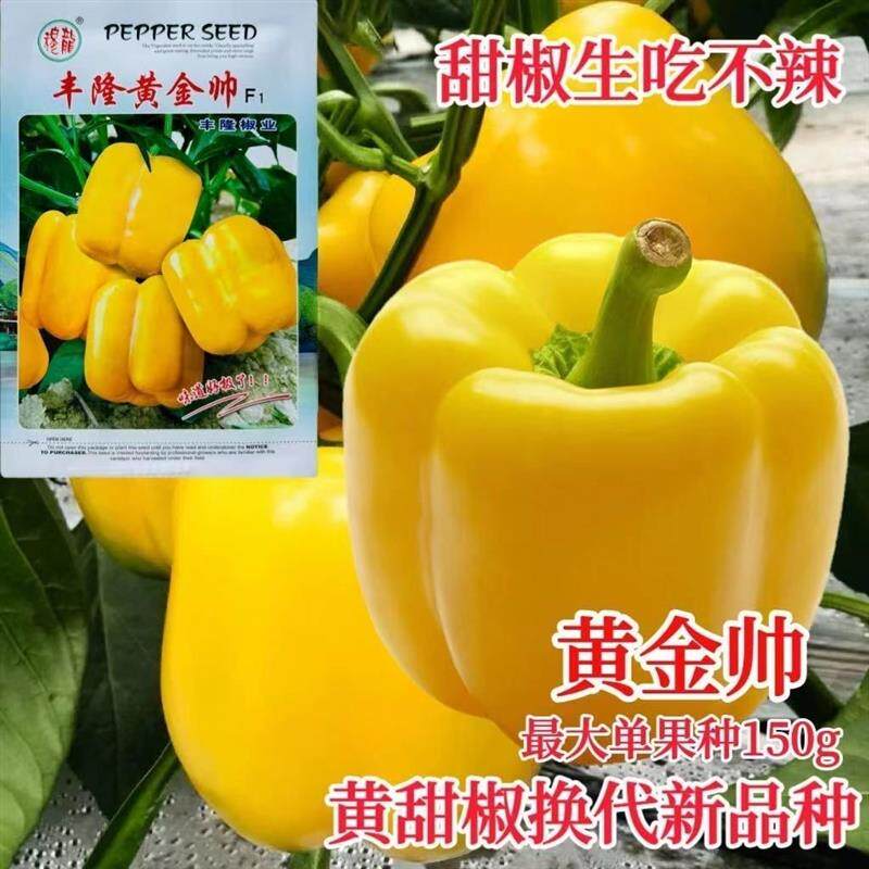 丰隆黄金帅中早熟甜椒种子黄色青椒种籽黄皮甜椒籽黄椒果肉厚