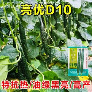 亮优D10夏季耐高温油绿黑亮黄瓜种子春季秋季高产青瓜瓜ULH种黄