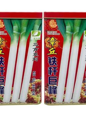正宗山东章丘大葱种子铁杆大梧桐五叶齐蔬菜种子四季葱子种籽包邮