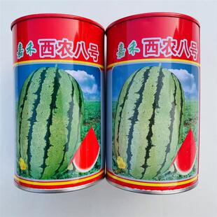 嘉禾西农八号西瓜种子中晚熟大果高产抗病耐重茬高产耐旱花皮椭圆