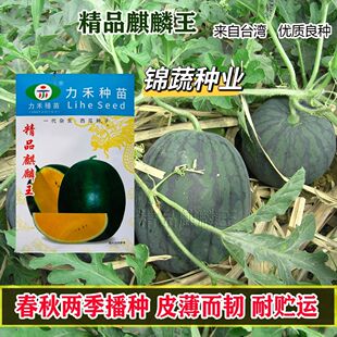 精品麒麟王西瓜种子墨绿皮黄肉肉质甜嫩汁多爽口皮薄而韧耐贮运孑