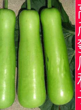 短棒瓠子瓜种子葫芦扁蒲蒲仔瓠瓜匏仔陈蒲瓜付瓜四季春季蔬菜种子