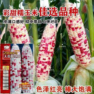 晓富2018宝马彩甜糯玉米种子天贵糯937大棒彩糯玉米花苞谷种子籽