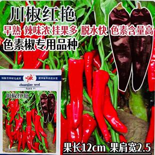 川椒红艳辣椒种子早熟高产辣味浓大果薄皮辣椒种籽春秋播蔬菜种孑