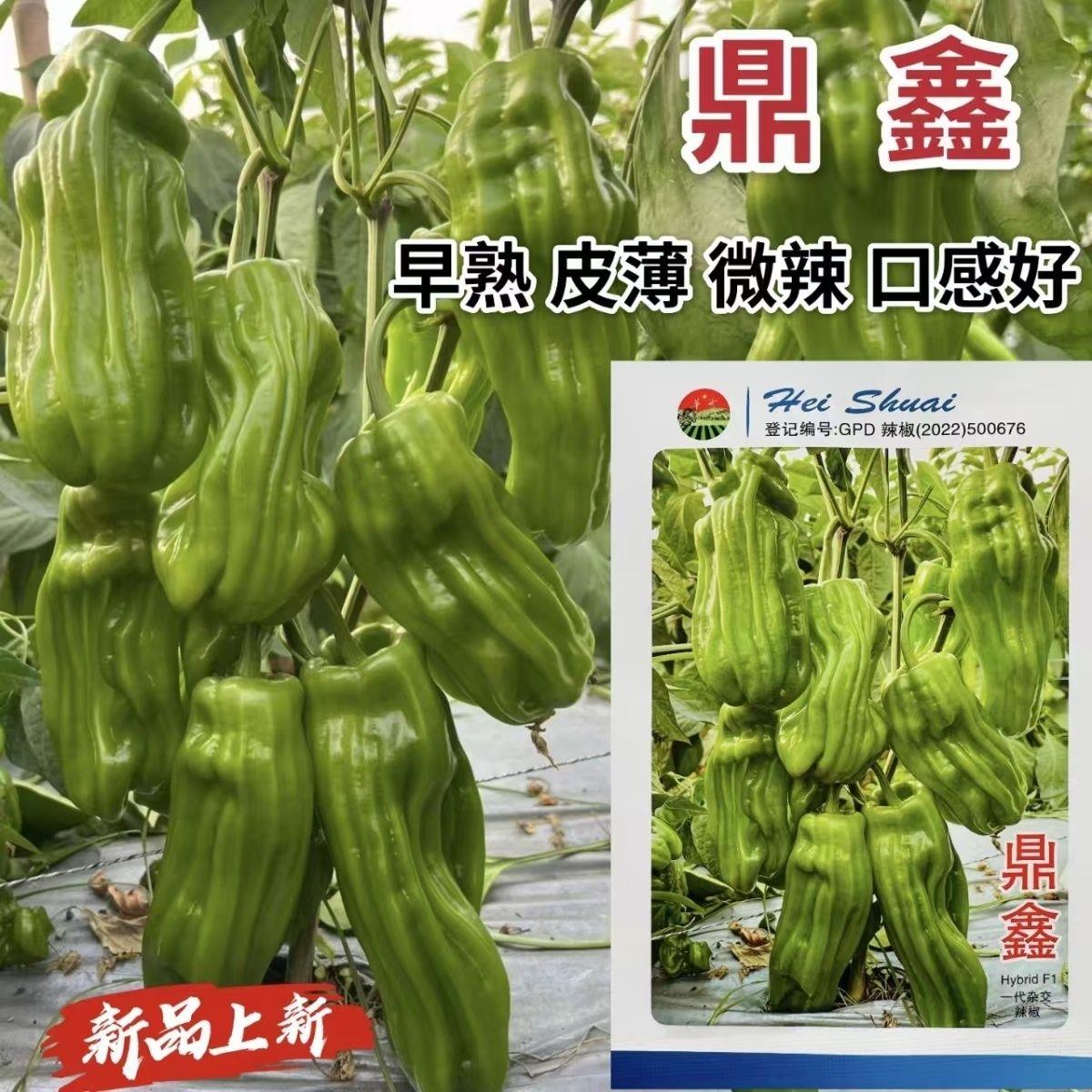 鼎鑫薄皮椒种子早熟皮薄嫩绿马嘴形微辣口感好抗性强产量高春秋播 - 实物图